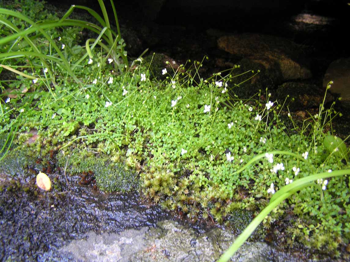 Arenaria balearica / Arenaria balearica